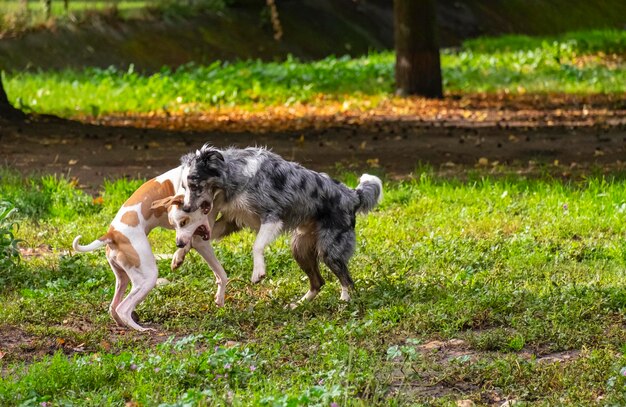 Deux chiens heureux et drôles jouant et faisant de l'exercice sur l'herbe d'une zone désignée pour les animaux dans un parc public