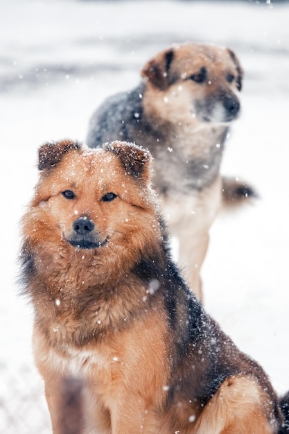 Deux chiens en hiver pendant les chutes de neige sur fond de neige blanche