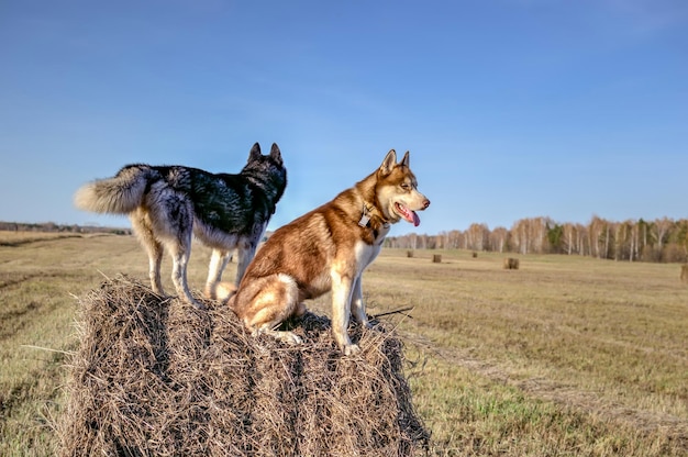 Deux chiens Husky sur une botte de foin dans un espace de copie ensoleillé