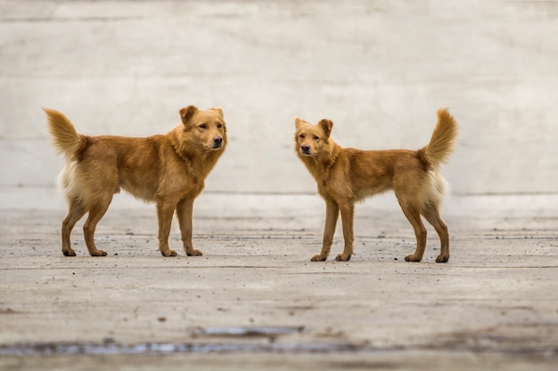 Deux chiens jaunes avec des queues gonflées à l'extérieur