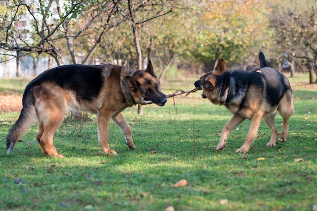 Deux chiens jouant avec un bâton