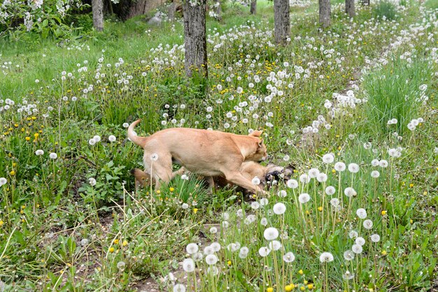 Deux chiens jouant dans la nature On dirait du clach