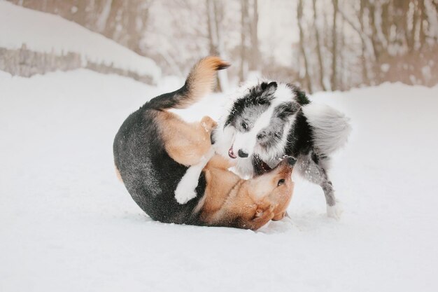 Deux chiens jouant dans la neige, l'un d'eux porte un collier blanc.