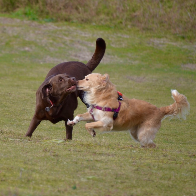 Deux chiens jouant sur l'herbe.