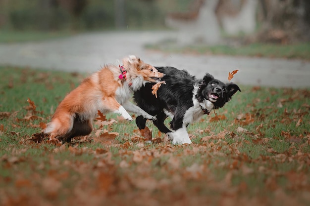 Deux chiens jouant en plein air au parc d'automne