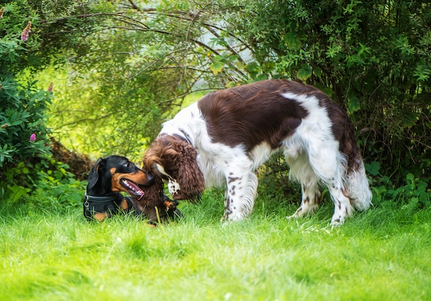 Deux chiens jouant rugueux dans l'herbe