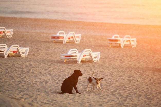 Deux chiens jouant sur le sable à la plage sur fond de transats blancs au coucher du soleil