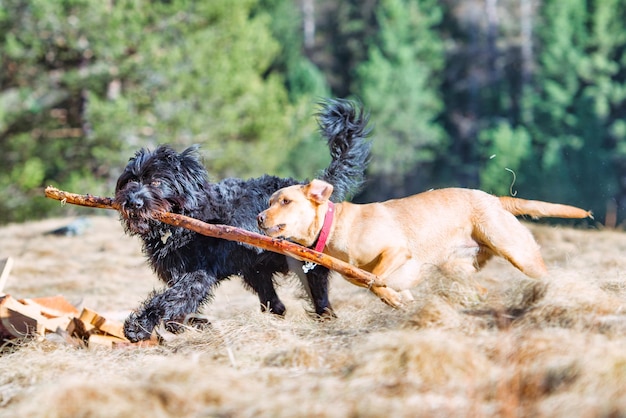 Deux chiens jouent en courant avec un bâton.