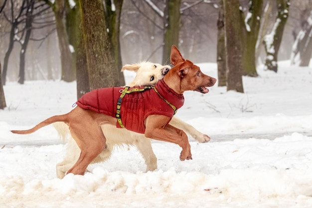 Deux chiens jouent dans la neige dans le parc en hiver Chiens dans le parc pour une promenade