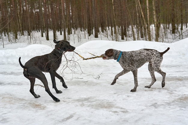 Deux chiens jouent en tirant une branche dans la forêt d'hiver