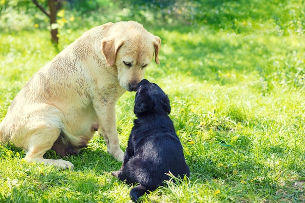 Deux chiens Labrador retriever assis sur l'herbe dans le jardin en été Mère chien et petit chiot se reniflent