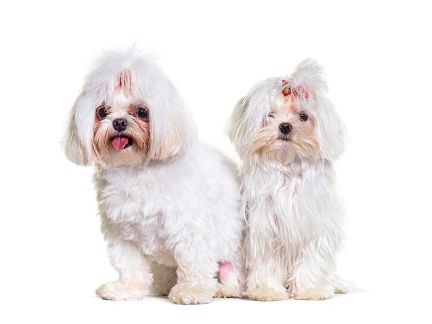 Deux chiens maltais assis, isolés sur blanc