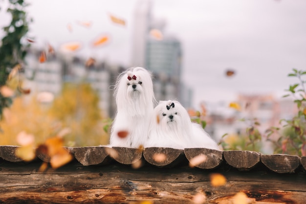 Deux chiens maltais blancs sur le pont en automne