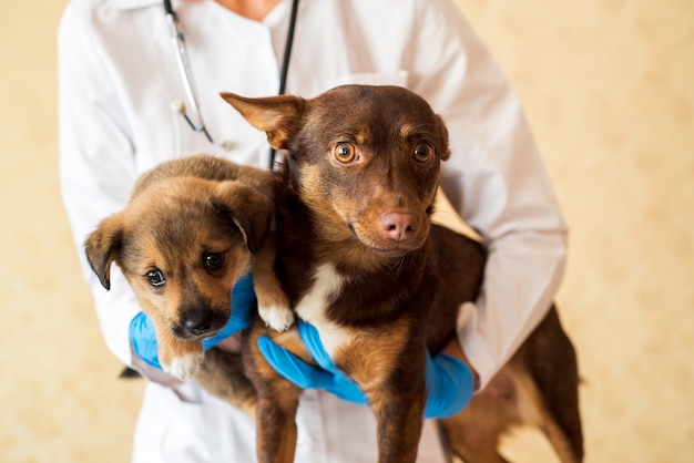 Deux chiens mignons à la clinique vétérinaire.