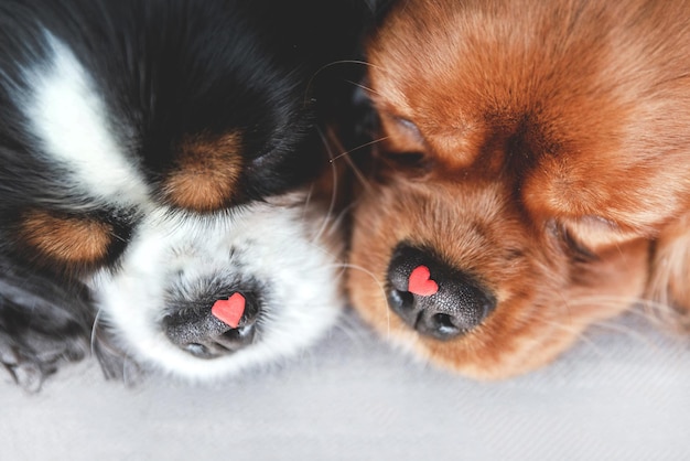Deux chiens mignons avec des coeurs sur le nez