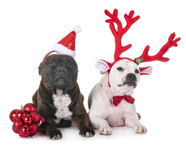 Deux chiens portant un chapeau de Père Noël et une corne sur fond blanc