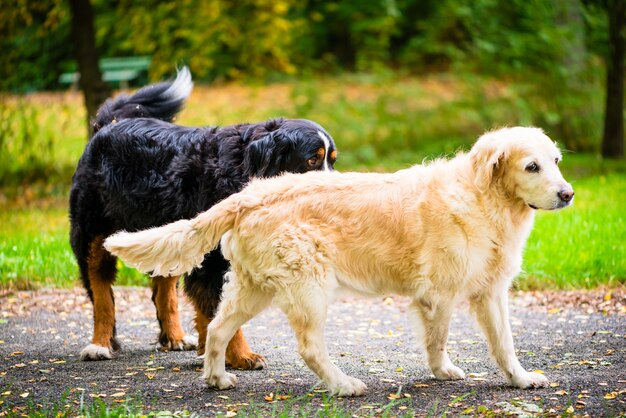 Deux, chiens, sur, pré, dans, parc