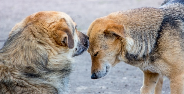 Deux chiens près l'un de l'autre. Manifestation d'amour et de compassion parmi les animaux_