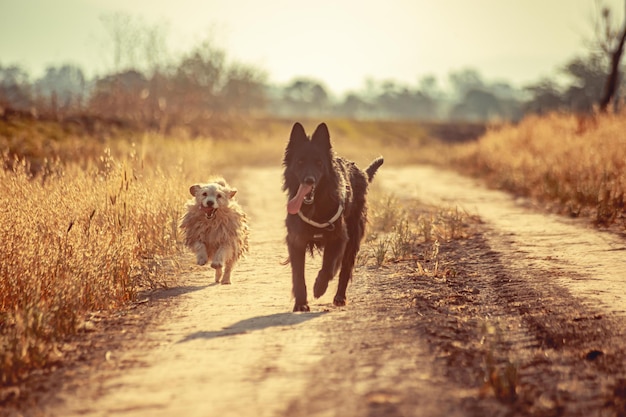 Deux chiens qui courent sur la route du soleil