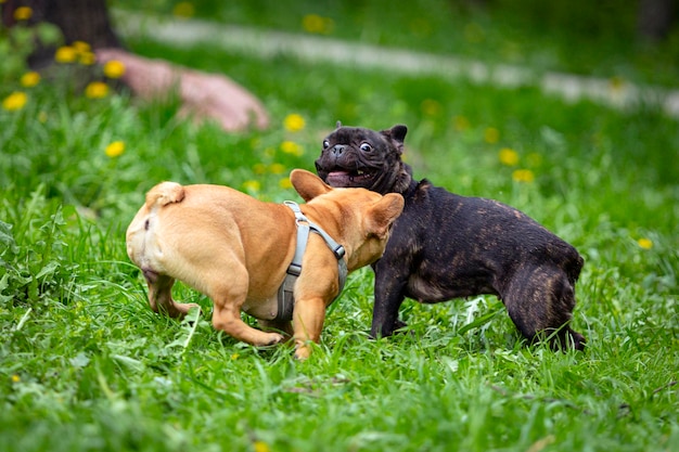 Deux chiens se battent dans l'herbe