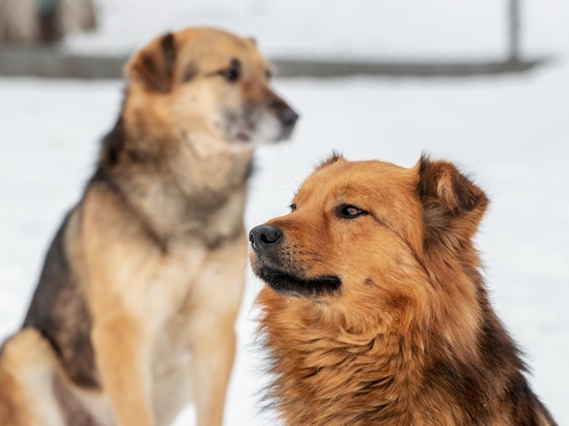 Deux chiens se bouchent en hiver à l'extérieur sur fond de neige blanche