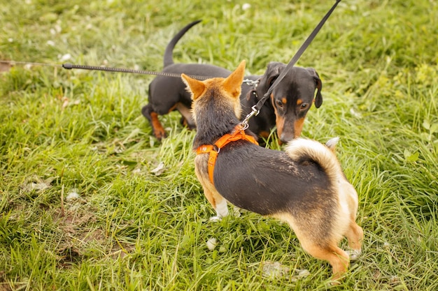 Deux chiens se reniflant à l'extérieur pour se saluer