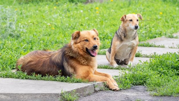 Deux chiens se reposent dans le jardin