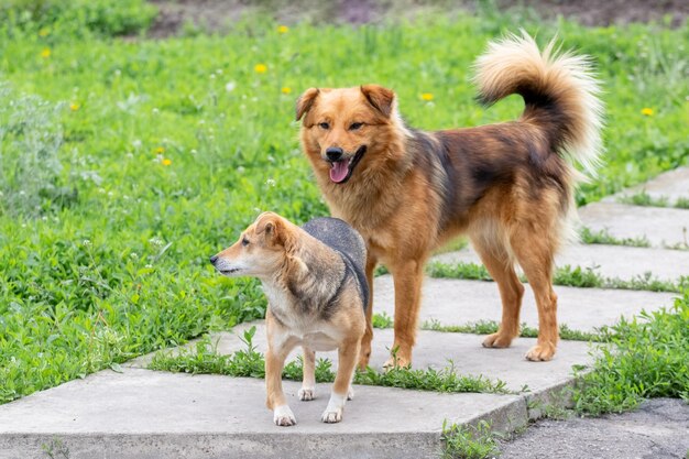 Deux Chiens Se Tiennent Sur Une Allée Dans Le Jardin Parmi L'herbe Verte