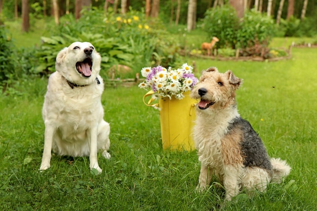 Deux chiens sont assis sur la pelouse du parc avec un sac jaune avec des marguerites.