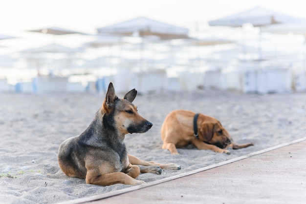 Deux chiens sympathiques se détendent sur une plage tropicale de sable près de la mer bleue.