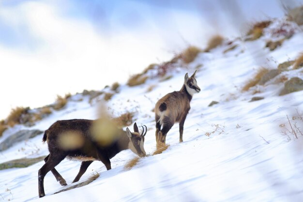 Photo deux chiens sur une terre couverte de neige