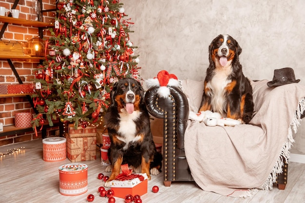 Deux chiens Zenenhund sont allongés à la maison sur le canapé près de l'arbre de Noël le concept de Noël