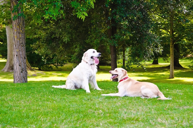 deux chiens