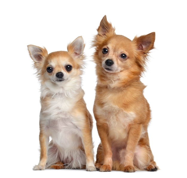 Deux Chihuahuas, assis l'un à côté de l'autre, je