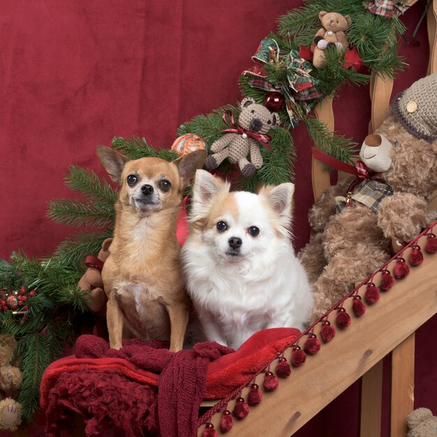 Deux chihuahuas assis, dans des décorations de Noël