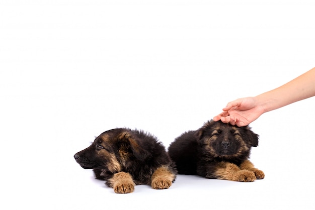 Deux chiot berger allemand sur fond blanc