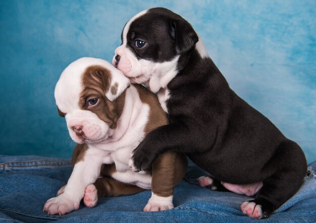 Deux chiots American Bullies drôles sur fond bleu