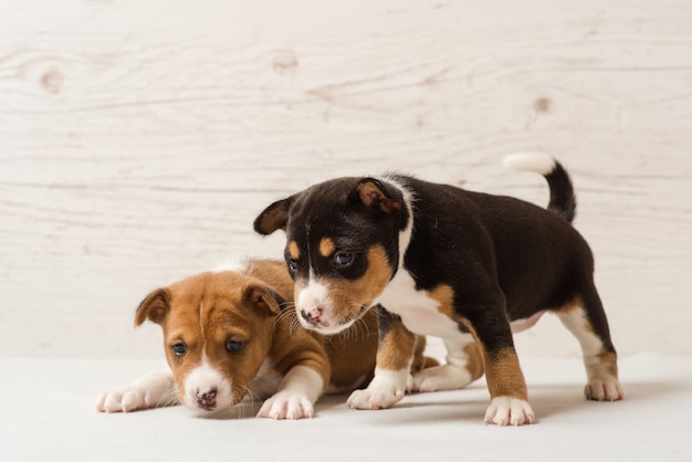 Deux chiots basenji mignons