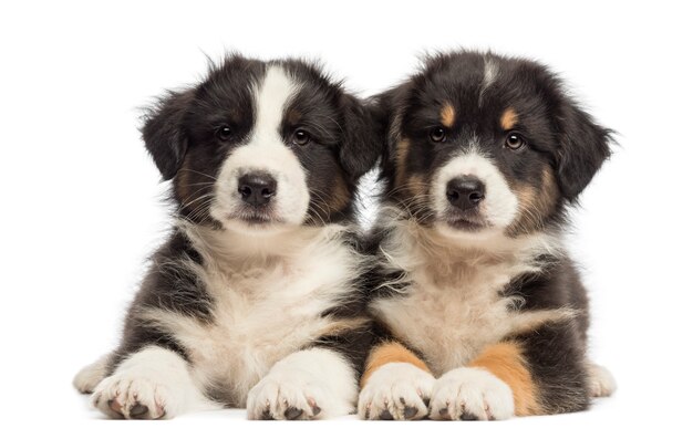 Deux chiots berger australien, couché sur fond blanc