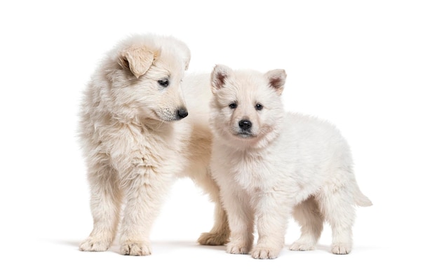 Deux chiots Berger Blanc Suisse isolé sur blanc