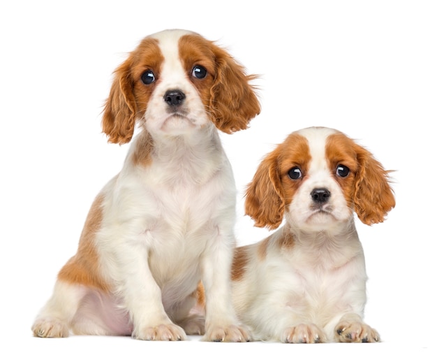 Deux chiots Cavalier King Charles assis