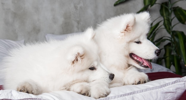 Deux chiots chiens samoyèdes dans le lit rouge sur fond de chambre