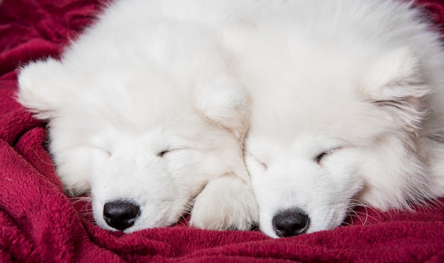 Deux chiots chiens samoyèdes moelleux blancs drôles dorment dans le lit rouge sur la chambre