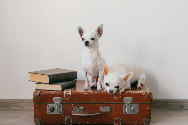 Deux chiots chihuahua couché sur une valise