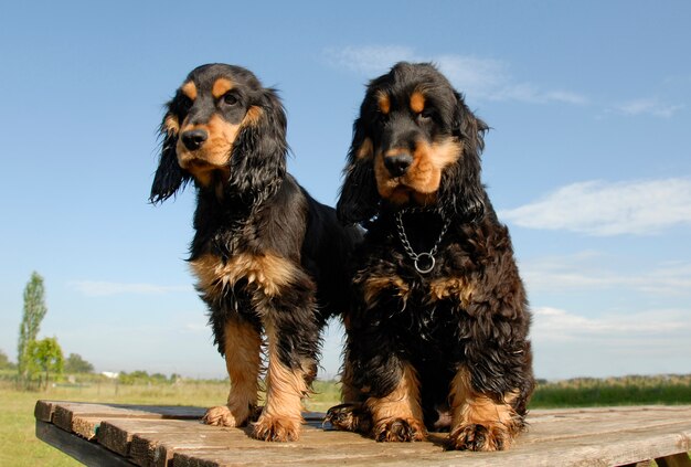 Deux chiots cockers anglais de race pure