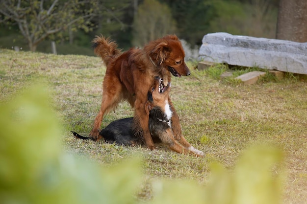 Deux chiots jouant au berger basque sur le dessus du bodeguero noir Bonheur et joie complicité et loyauté famille Adopter