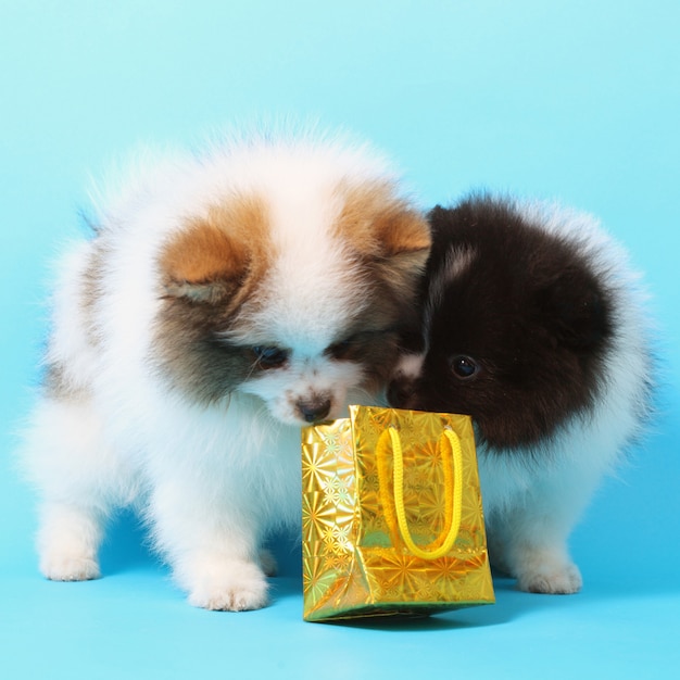 Deux chiots mignons avec le colis de vacances