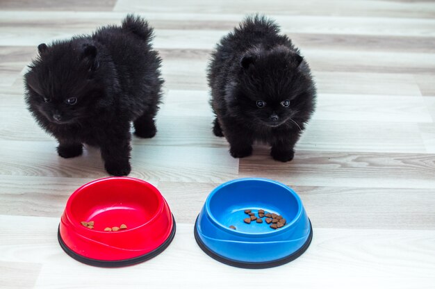 Deux chiots noirs avec des bols sur le sol de la cuisine