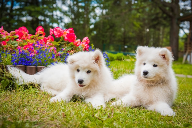 Deux chiots Samoyède drôles de chiens dans le jardin sur l'herbe verte avec des fleurs