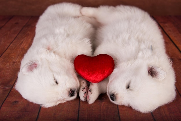 Deux chiots samoyèdes blancs chiens avec coeur rouge